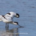 Säbelschnäbler (Recurvirostra avosetta) Paarungsritual