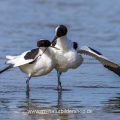 Säbelschnäbler (Recurvirostra avosetta) Paarungsritual