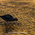 Säbelschnäbler (Recurvirostra avosetta) im Gegenlicht