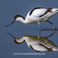 Säbelschnäbler (Recurvirostra avosetta) mit Spiegelbild