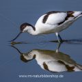 Säbelschnäbler (Recurvirostra avosetta) mit Spiegelbild