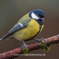 Kohlmeise (parus major)