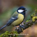 Kohlmeise (parus major)