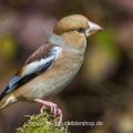 Kernbeißer (Coccothraustes coccothraustes) Weibchen