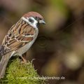 Feldsperling (Passer montanus)