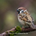 Feldsperling (Passer montanus)