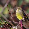 Grünfink (Carduelis chloris)