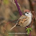 Feldsperling (Passer montanus)