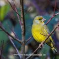 Grünfink (Carduelis chloris) Männchen