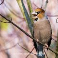 Kernbeißer (Coccothraustes coccothraustes)