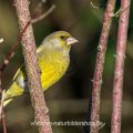 Grünfink (Carduelis chloris) Männchen