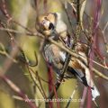 Kernbeißer (Coccothraustes coccothraustes)