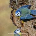Blaumeise (Cyanistes caeruleus)