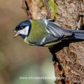 Kohlmeise (parus major)