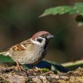 Feldsperling (Passer montanus)