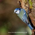 Blaumeise (Cyanistes caeruleus)