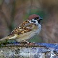 Feldsperling (Passer montanus)