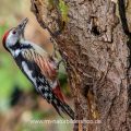 Mittelspecht (Leiopicus medius)