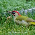 Grünspecht (Picus viridis) Männchen