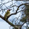 Grünspecht (Picus viridis) Männchen
