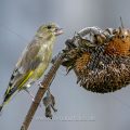 Grünfink (Carduelis chloris)