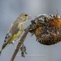 Grünfink (Carduelis chloris)