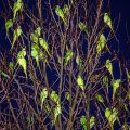 Halsbandsittiche (Psittacula krameri) an ihrem Schlafbaum