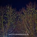 Halsbandsittiche (Psittacula krameri) an ihrem Schlafbaum