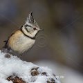 Haubenmeise (Lophophanes cristatus)