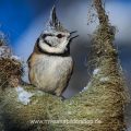 Haubenmeise (Lophophanes cristatus)