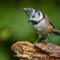 Haubenmeise (Lophophanes cristatus)