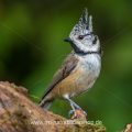 Haubenmeise (Lophophanes cristatus)