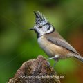 Haubenmeise (Lophophanes cristatus)