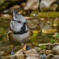 Haubenmeise (Lophophanes cristatus)