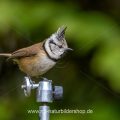 Haubenmeise (Lophophanes cristatus)
