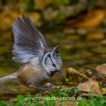 Haubenmeise (Lophophanes cristatus) am Vogelbad