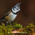Haubenmeise (Lophophanes cristatus)