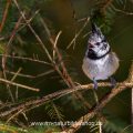 Haubenmeise (Lophophanes cristatus)