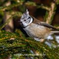 Haubenmeise (Lophophanes cristatus)