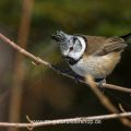 Haubenmeise (Lophophanes cristatus)
