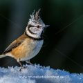 Haubenmeise (Lophophanes cristatus)