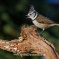 Haubenmeise (Lophophanes cristatus)