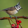 Haubenmeise (Lophophanes cristatus)