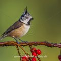 Haubenmeise (Lophophanes cristatus)