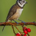 Haubenmeise (Lophophanes cristatus)