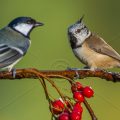 Kohlmeise (parus major) und Haubenmeise