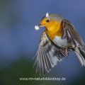 Rotkehlchen (Erithacus rubecula) fliegt Kokosnuss an
