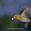 Rotkehlchen (Erithacus rubecula) fliegt Kokosnuss an