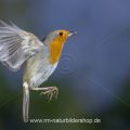 Rotkehlchen (Erithacus rubecula) fliegt Kokosnuss an