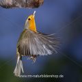 Rotkehlchen (Erithacus rubecula) fliegt Kokosnuss an